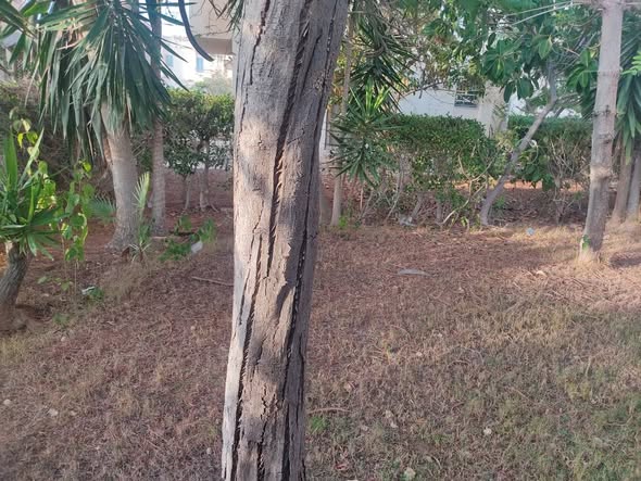 لو سمحتوا انا عندي الشجرة دي ف الجنينة بتاعتي ومش عارفه حلها ايه وعلاجه ازاي ممكن اذا تكرمتم تفيدوني